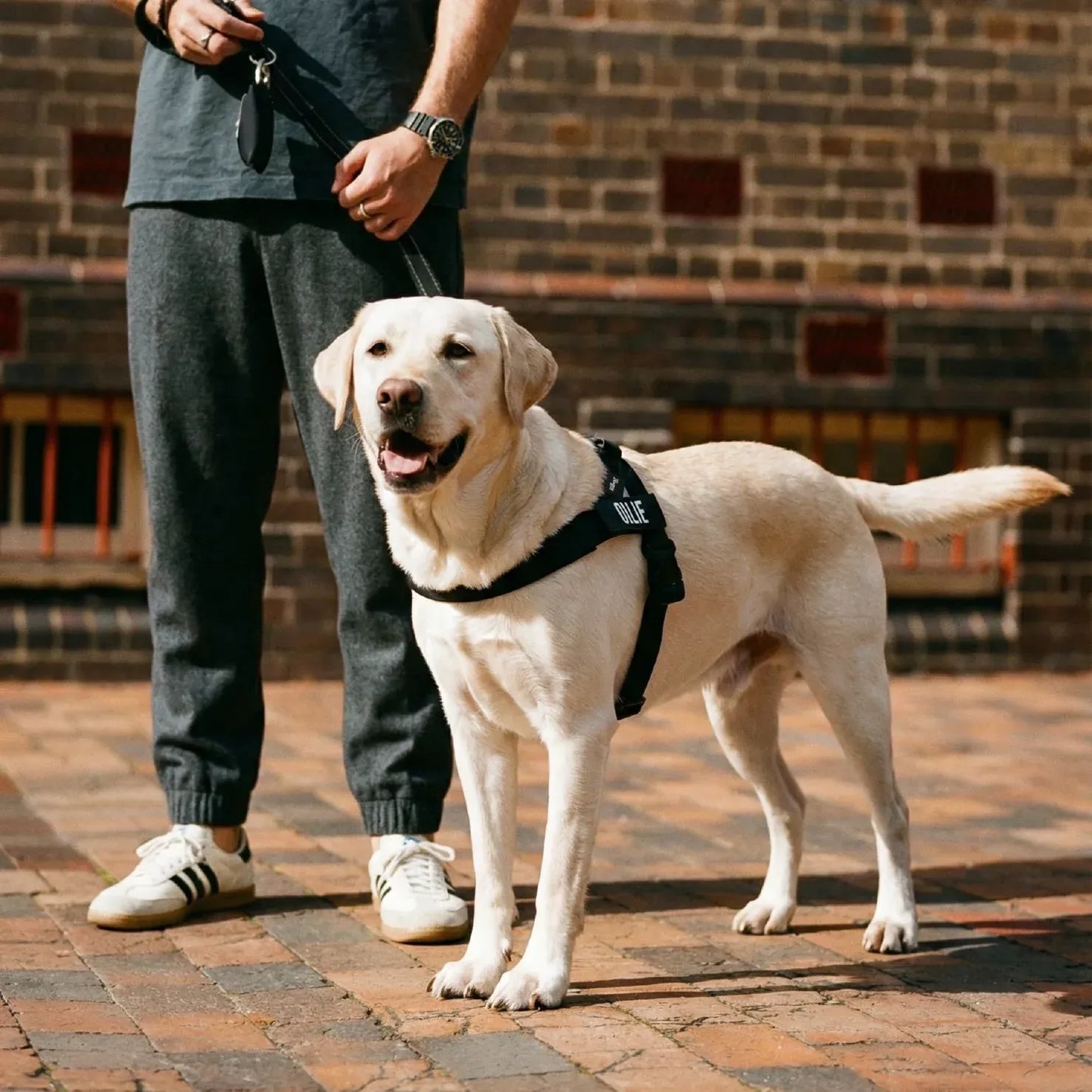 Skyloi Arnés Anti-jalón Para Perros